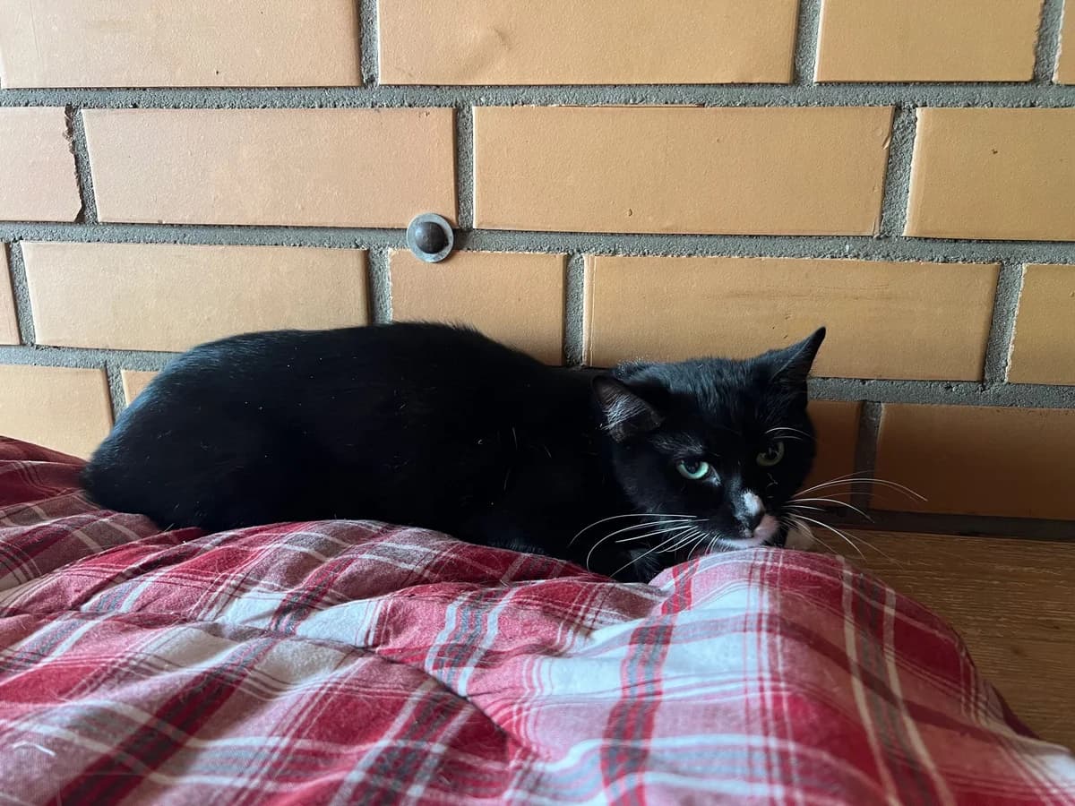 Klara, female 4yo European Shorthair for adoption at Tierschutz Leverkusen e.V., Leverkusen
