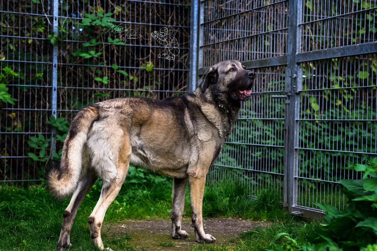 Atesh, male 6yo Kangal for adoption at Tierschutz Leverkusen e.V., Leverkusen