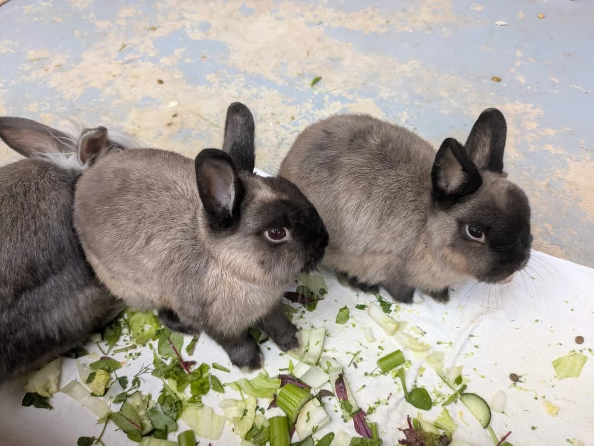 Lanzelott & Odin, male mixed breed for adoption at Tierschutz Leverkusen e.V., Leverkusen