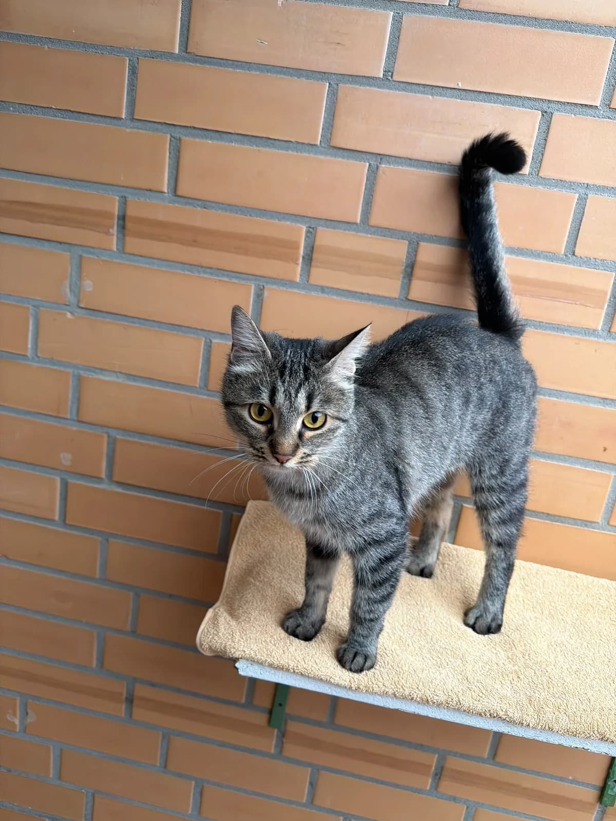 Miri, female young European Shorthair for adoption at Tierschutz Leverkusen e.V., Leverkusen