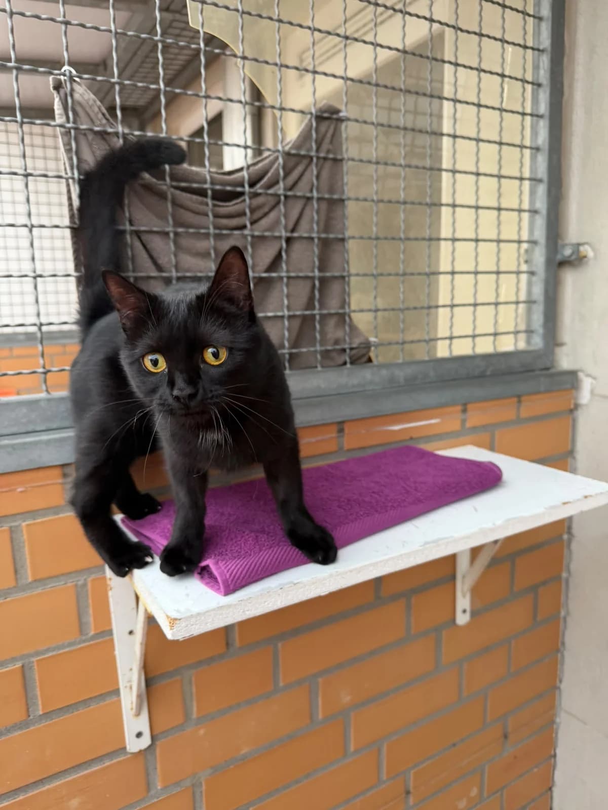 Zeytin, female young European Shorthair for adoption at Tierschutz Leverkusen e.V., Leverkusen