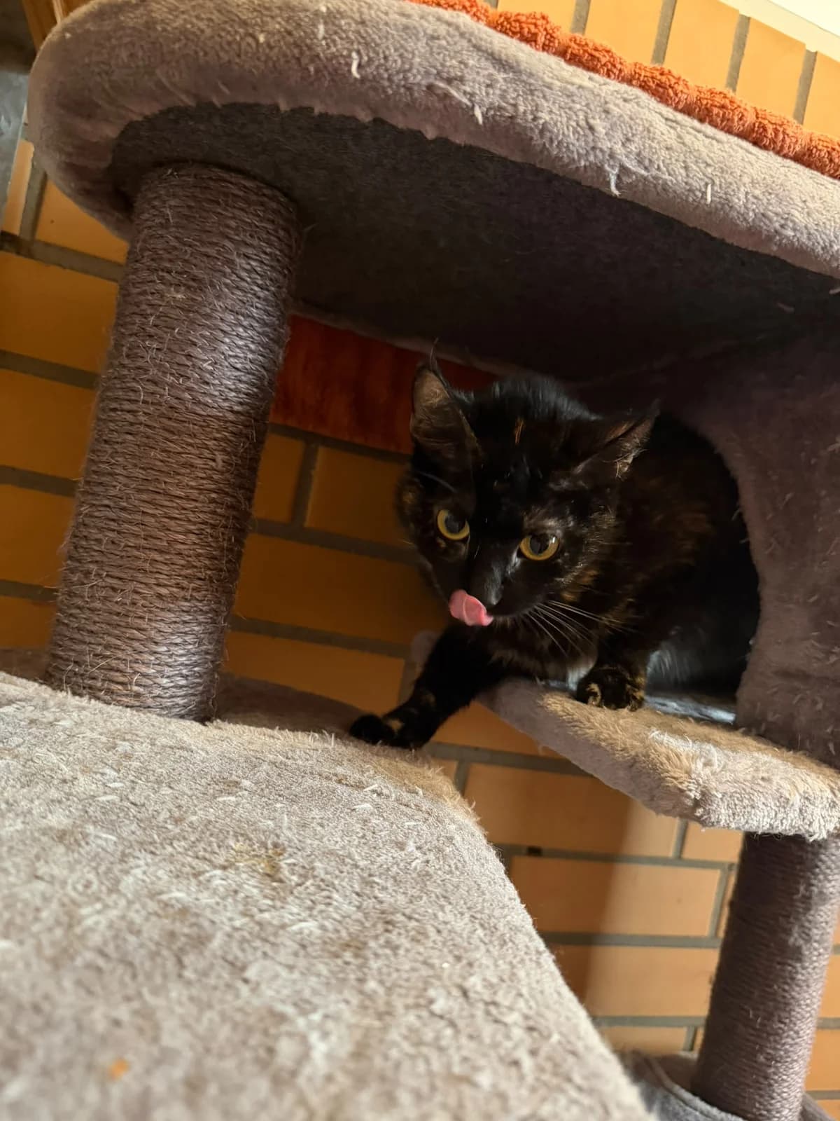 Tinkerbell, female 4yo European Shorthair for adoption at Tierschutz Leverkusen e.V., Leverkusen