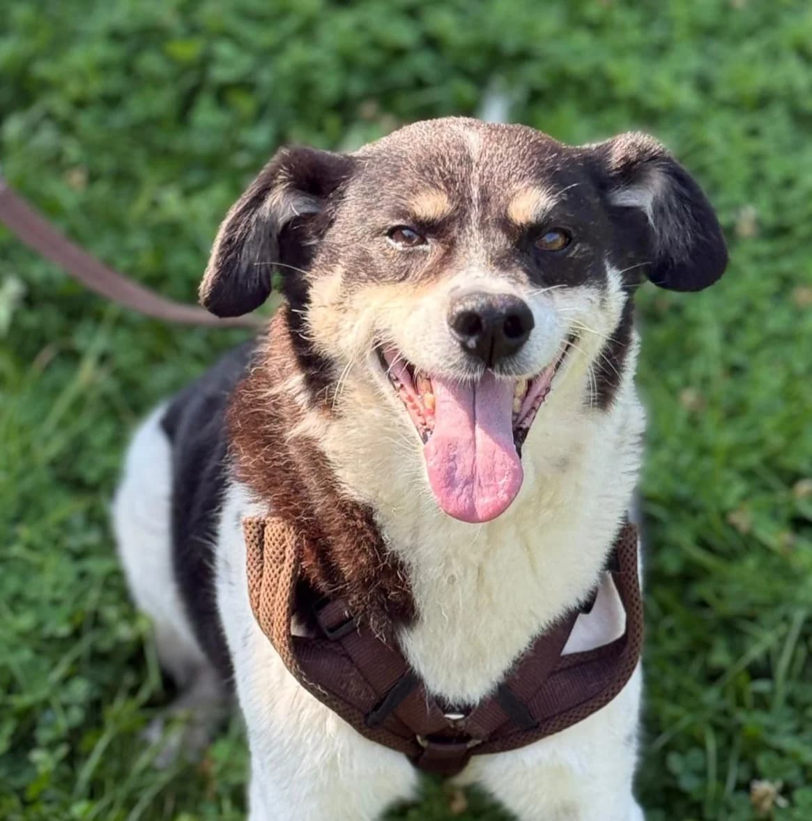 Ploppy, male senior Mixed Breed for adoption at Tierschutz Leverkusen e.V., Leverkusen