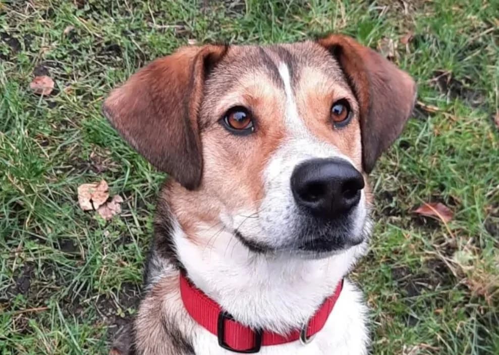 Alfred, male 6yo Mixed Breed for adoption at Tierschutz Leverkusen e.V., Leverkusen