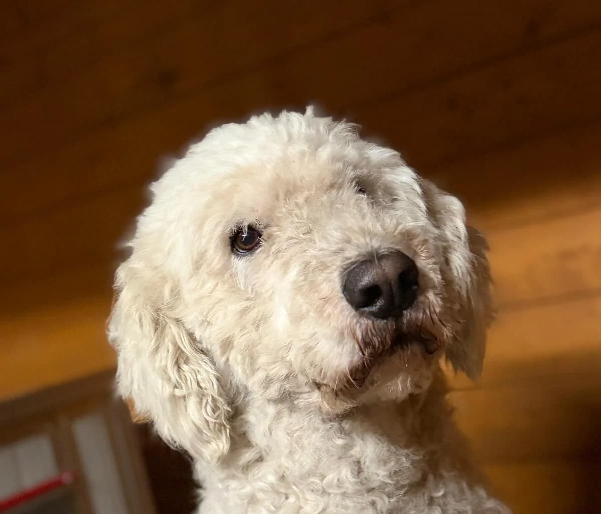 Dutch, male 6yo Kuvasz for adoption at Tierschutz Leverkusen e.V., Leverkusen