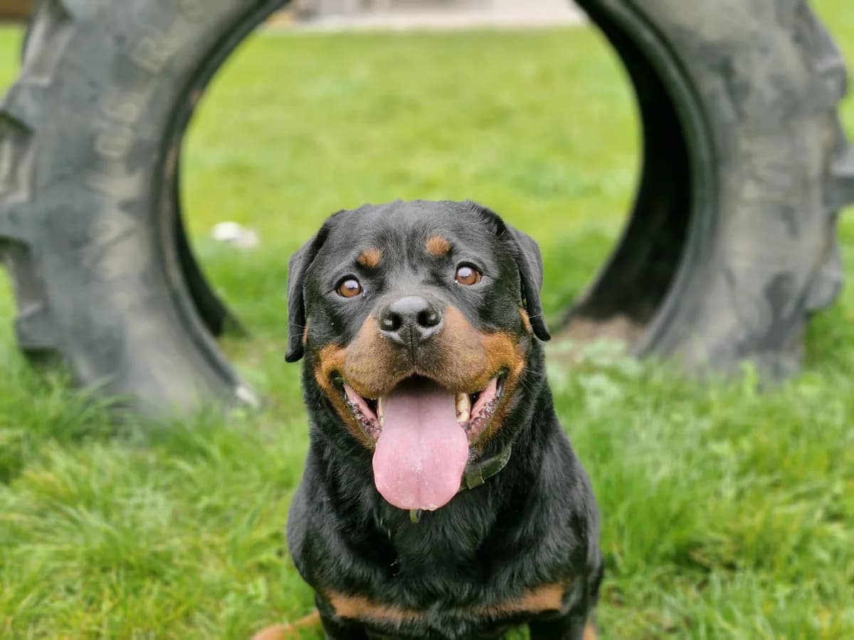 Amigo, male 6yo Rottweiler for adoption at Tierschutz Leverkusen e.V., Leverkusen