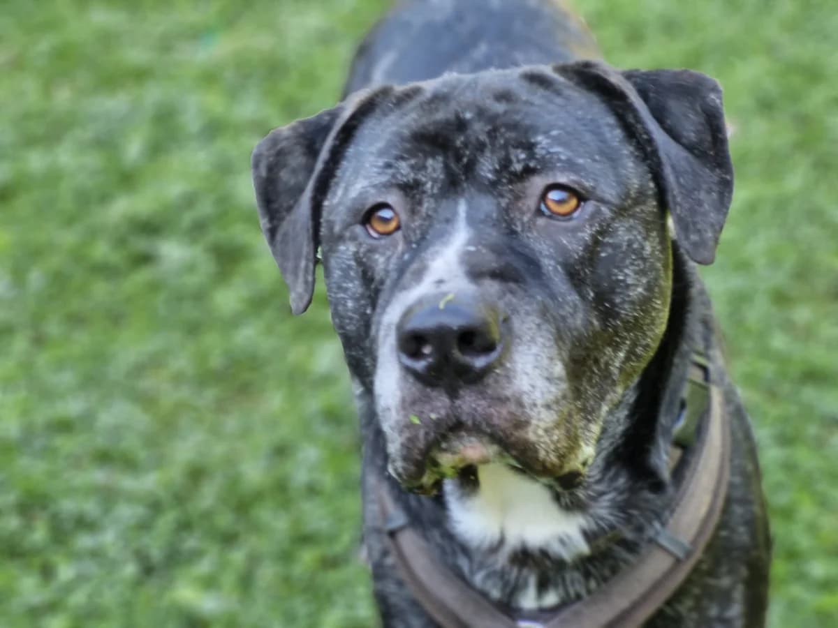 Ashton, male 4yo Mixed Breed for adoption at Tierschutz Leverkusen e.V., Leverkusen