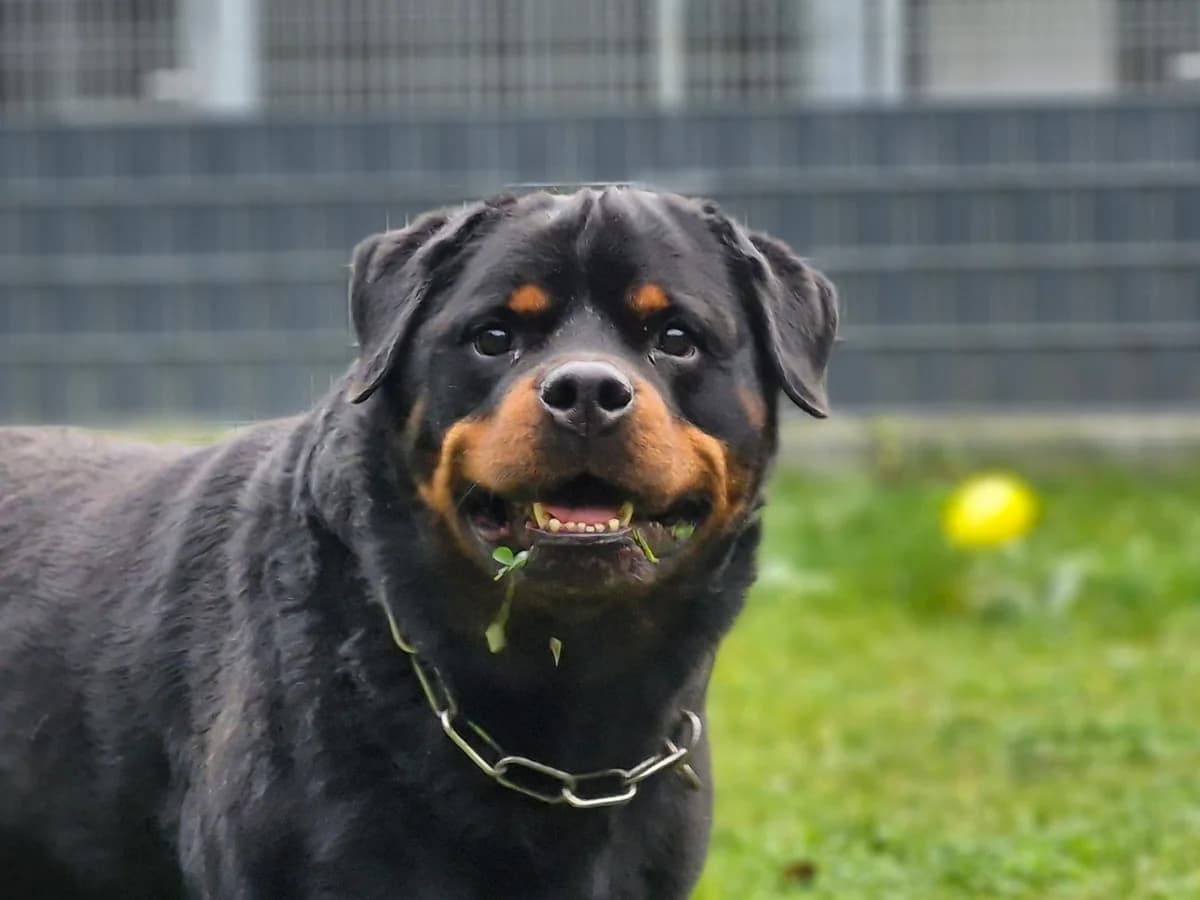 Askan, male senior Rottweiler for adoption at Tierschutz Leverkusen e.V., Leverkusen
