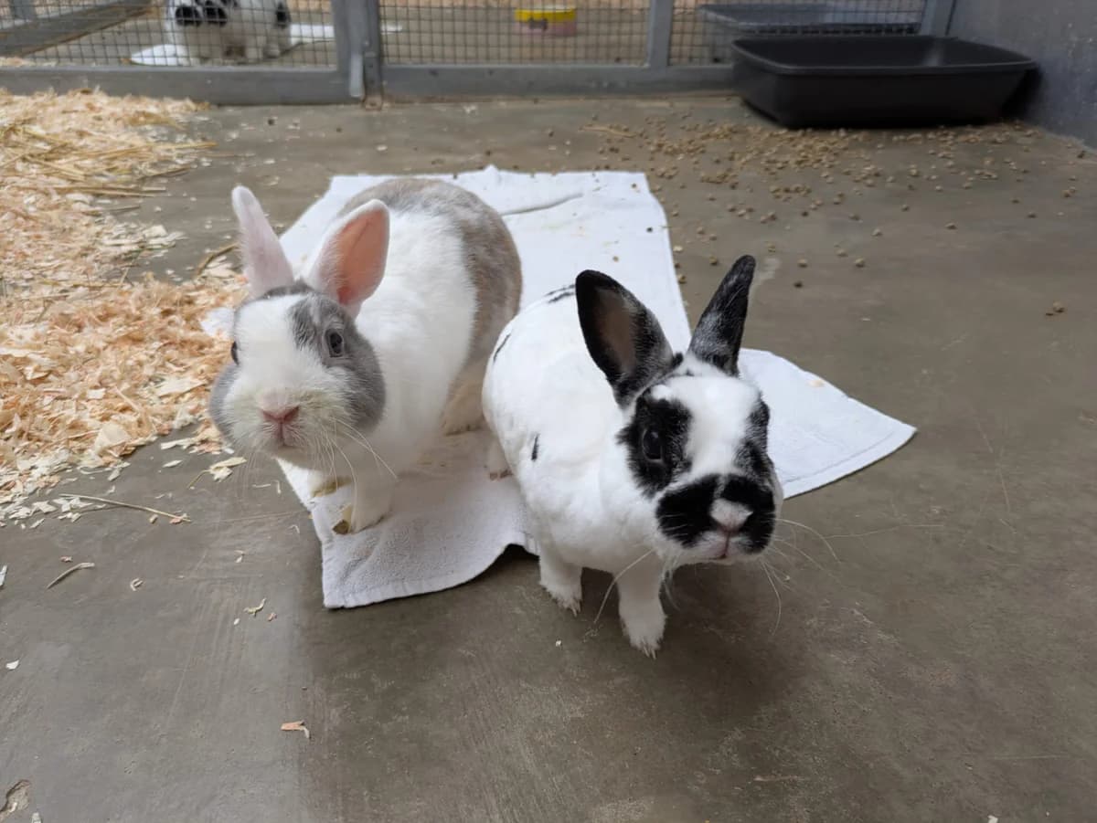 Marilyn Bun-roe & Mahopma Ghandi, grau male 3yo mixed breed for adoption at Tierschutz Leverkusen e.V., Leverkusen