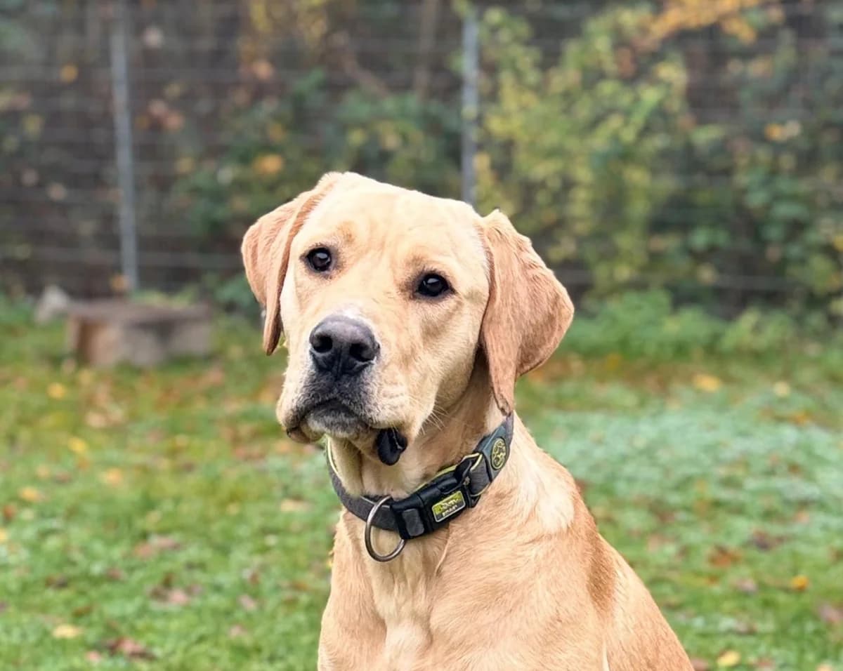 Canello, male young mixed breed for adoption at Tierschutz Leverkusen e.V., Leverkusen