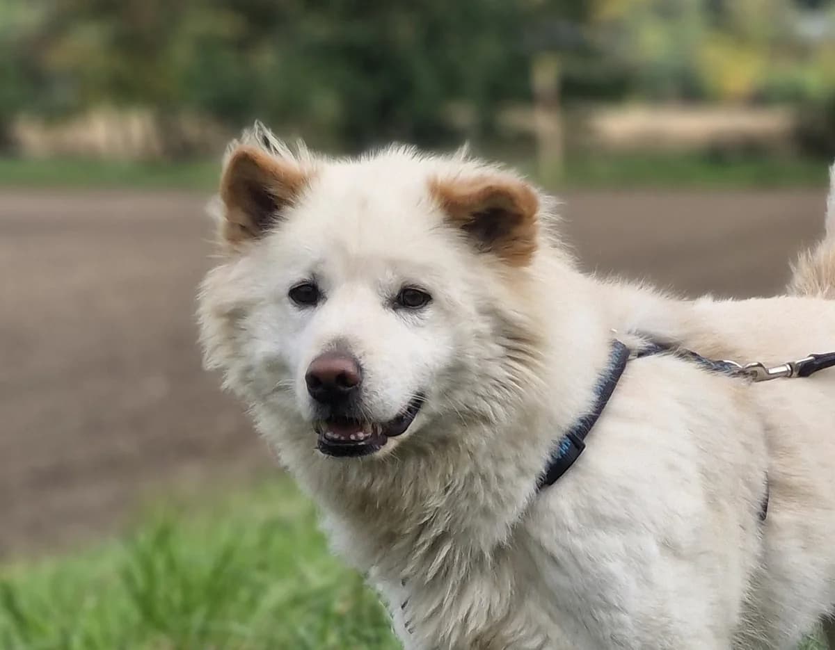 Fino, male 6yo mixed breed for adoption at Tierschutz Leverkusen e.V., Leverkusen