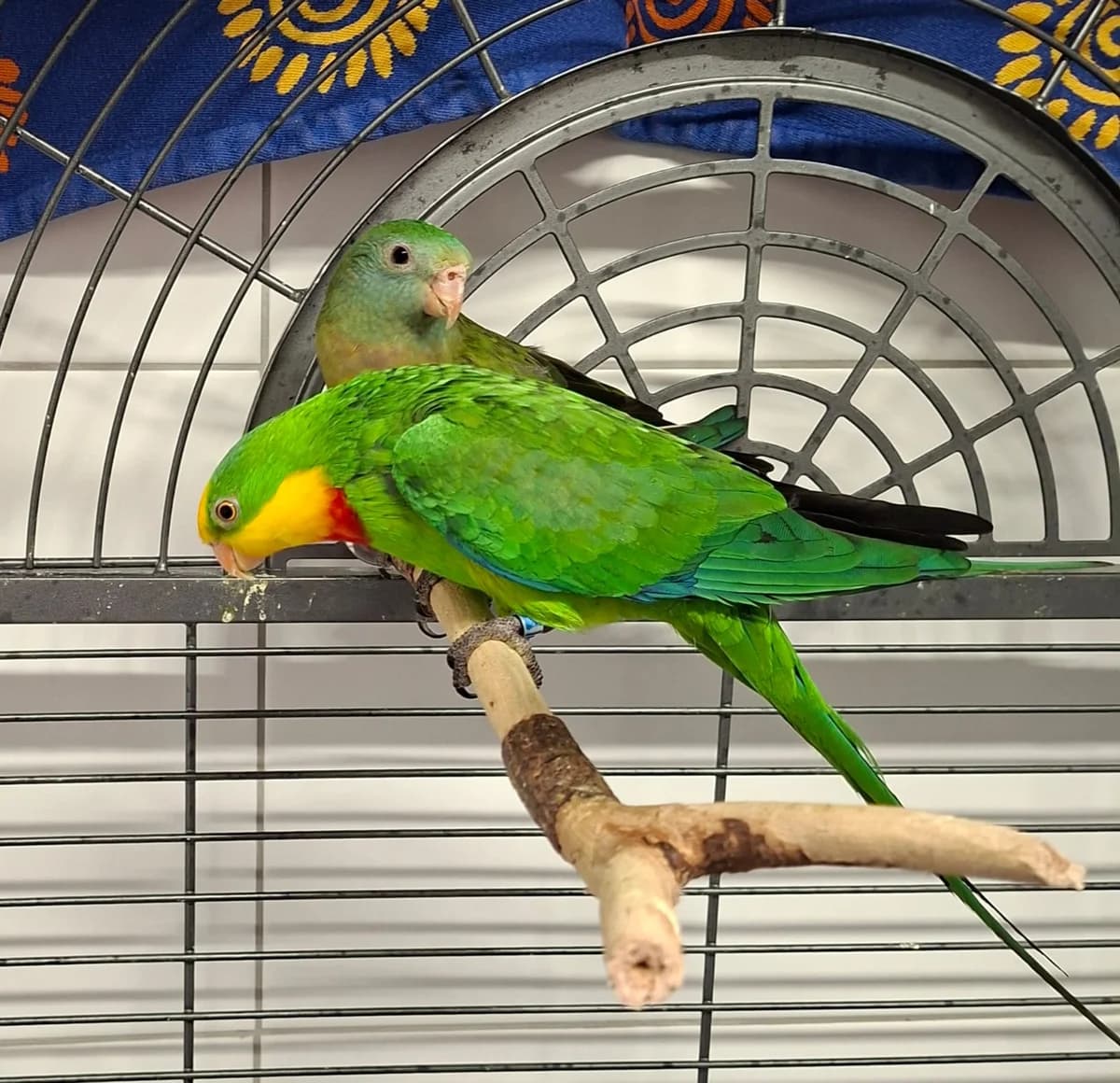 Schildsittiche Tutti & Frutti, mixed breed for adoption at Tierschutz Leverkusen e.V., Leverkusen