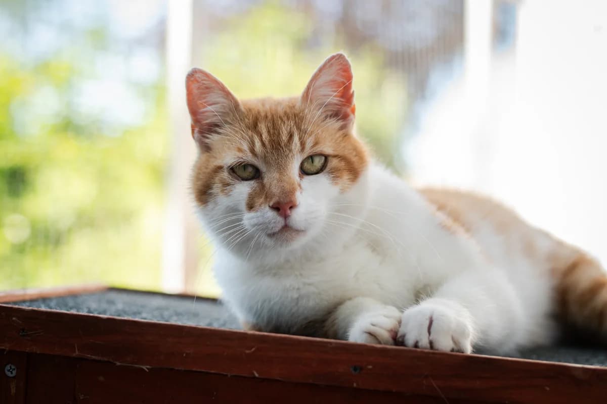 Zuhause gesucht, male 6yo Mixed Breed for adoption at Tierschutzverein Lilienthal, Grasberg