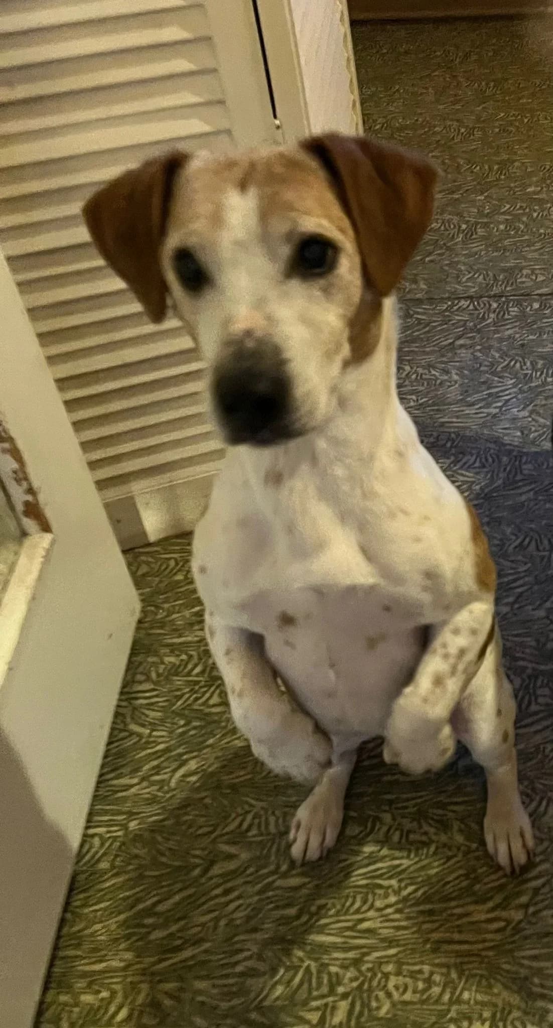 Benny, male senior Mixed Breed for adoption at Tierschutzverein Magdeburg 1893 e.V.