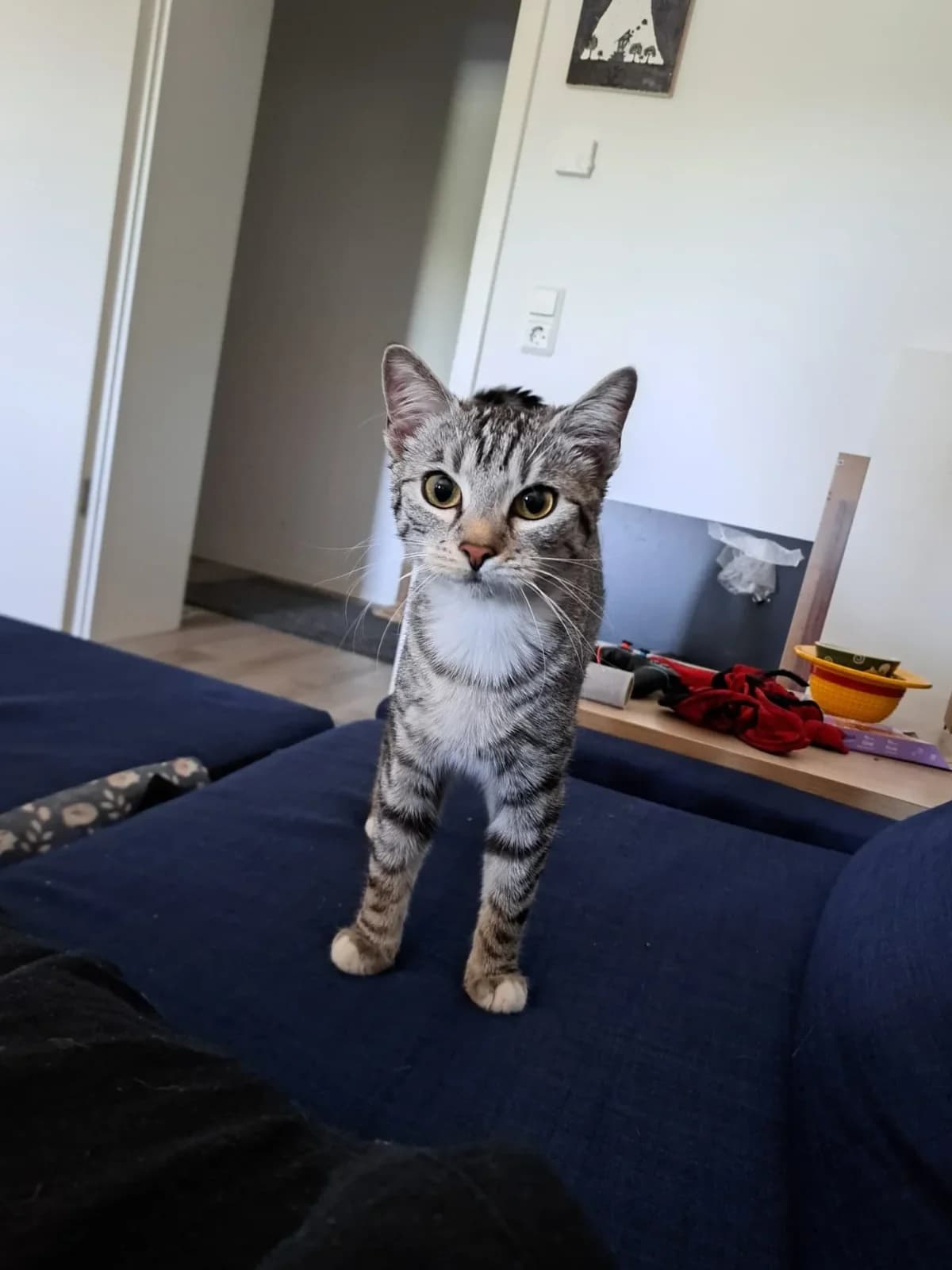 Kiki, Mixed Breed for adoption at Tierschutzverein Magdeburg 1893 e.V.
