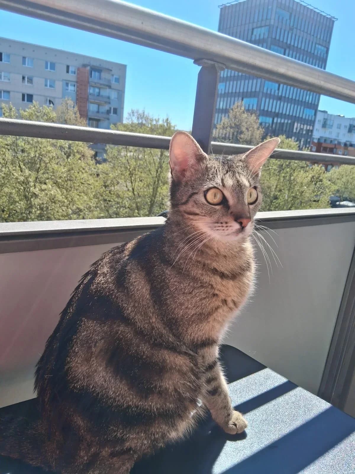 Mila, grau female 3yo Mixed Breed for adoption at Tierschutzverein Magdeburg 1893 e.V.