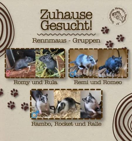 Rennmaus, male Mixed Breed for adoption at Tierschutzverein Marienberg und Umgebung e.V.