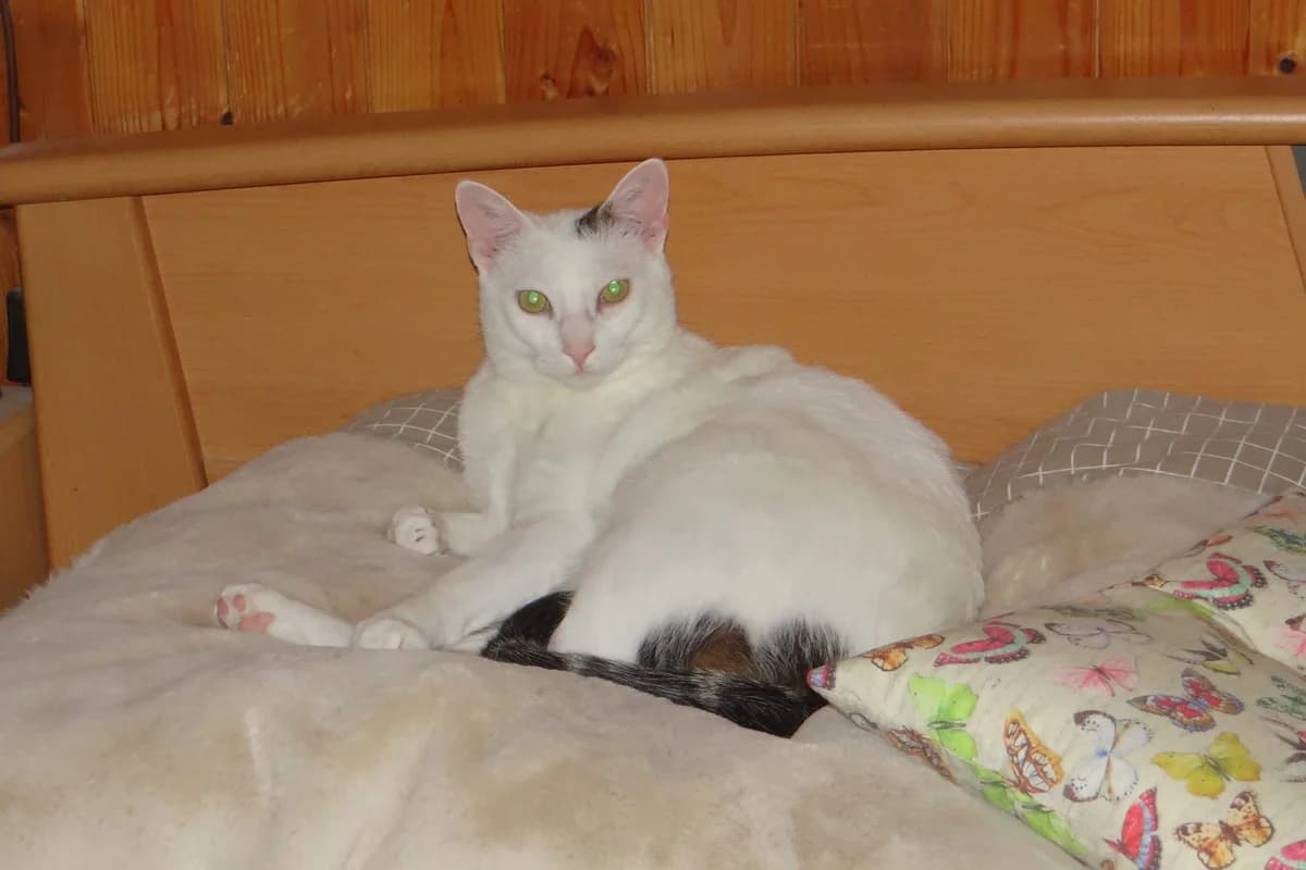 Moritz, male 7yo Mixed Breed for adoption at Tierschutzverein Markdorf, Markdorf