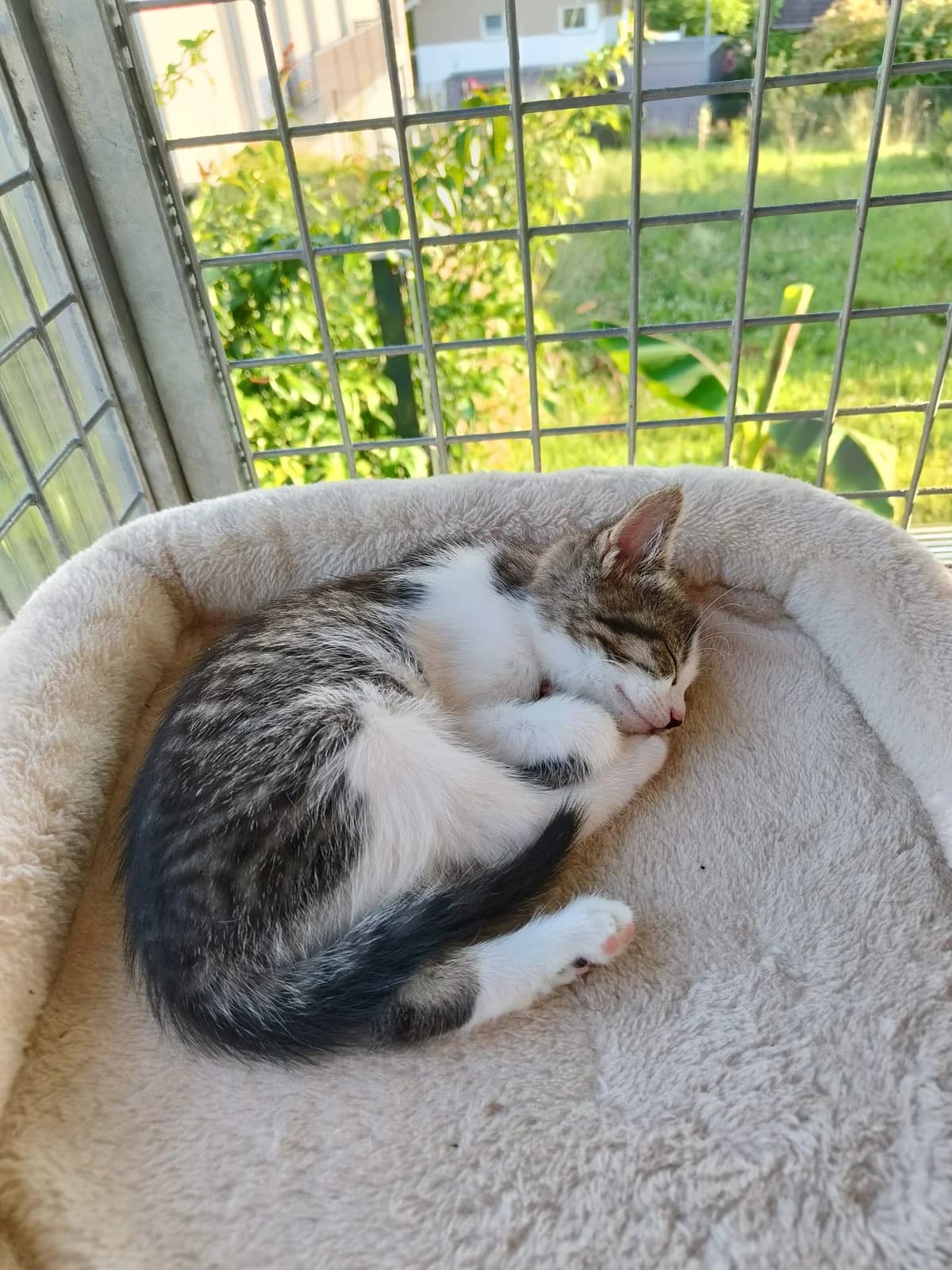 Aria, female Mixed Breed for adoption at Tierschutzverein Markdorf, Markdorf