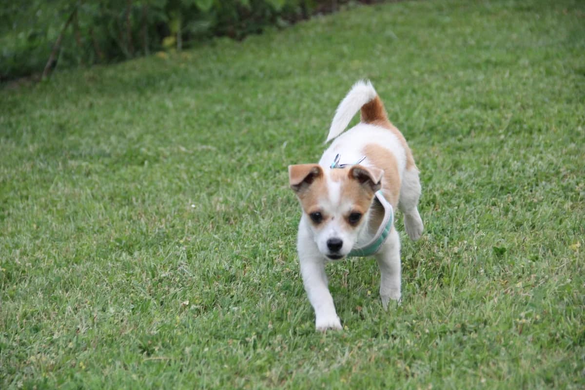 Jumi, male young Mixed Breed for adoption at Tierschutzverein Markdorf, Markdorf