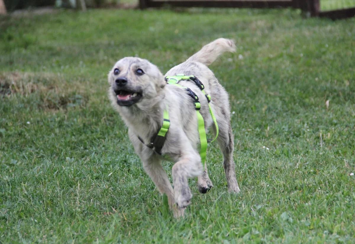 Alika, female young Mixed Breed for adoption at Tierschutzverein Markdorf, Markdorf
