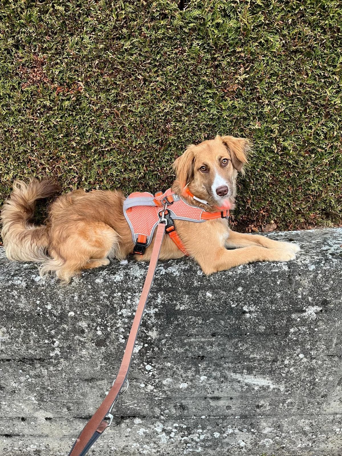 Nino, male young Mixed Breed for adoption at Tierschutzverein Markdorf, Markdorf