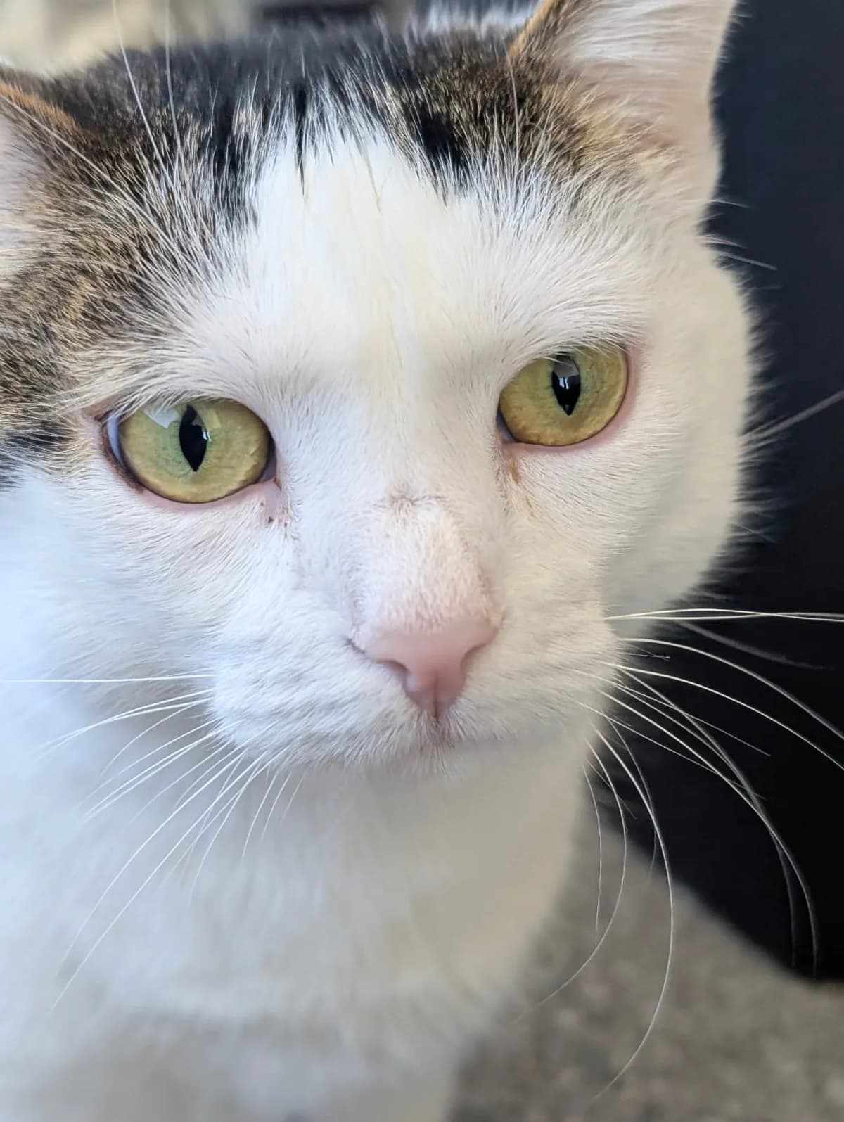 Kalinka, female 6yo Mixed Breed for adoption at Tierschutzverein Markdorf, Markdorf