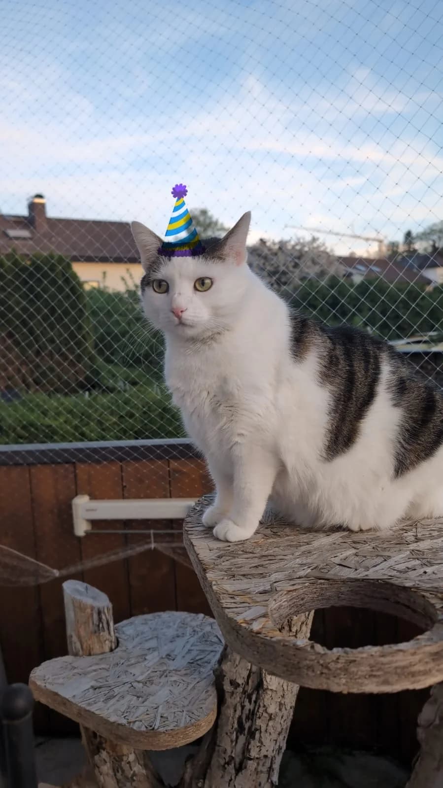 Kalinka, female 6yo Mixed Breed for adoption at Tierschutzverein Markdorf, Markdorf