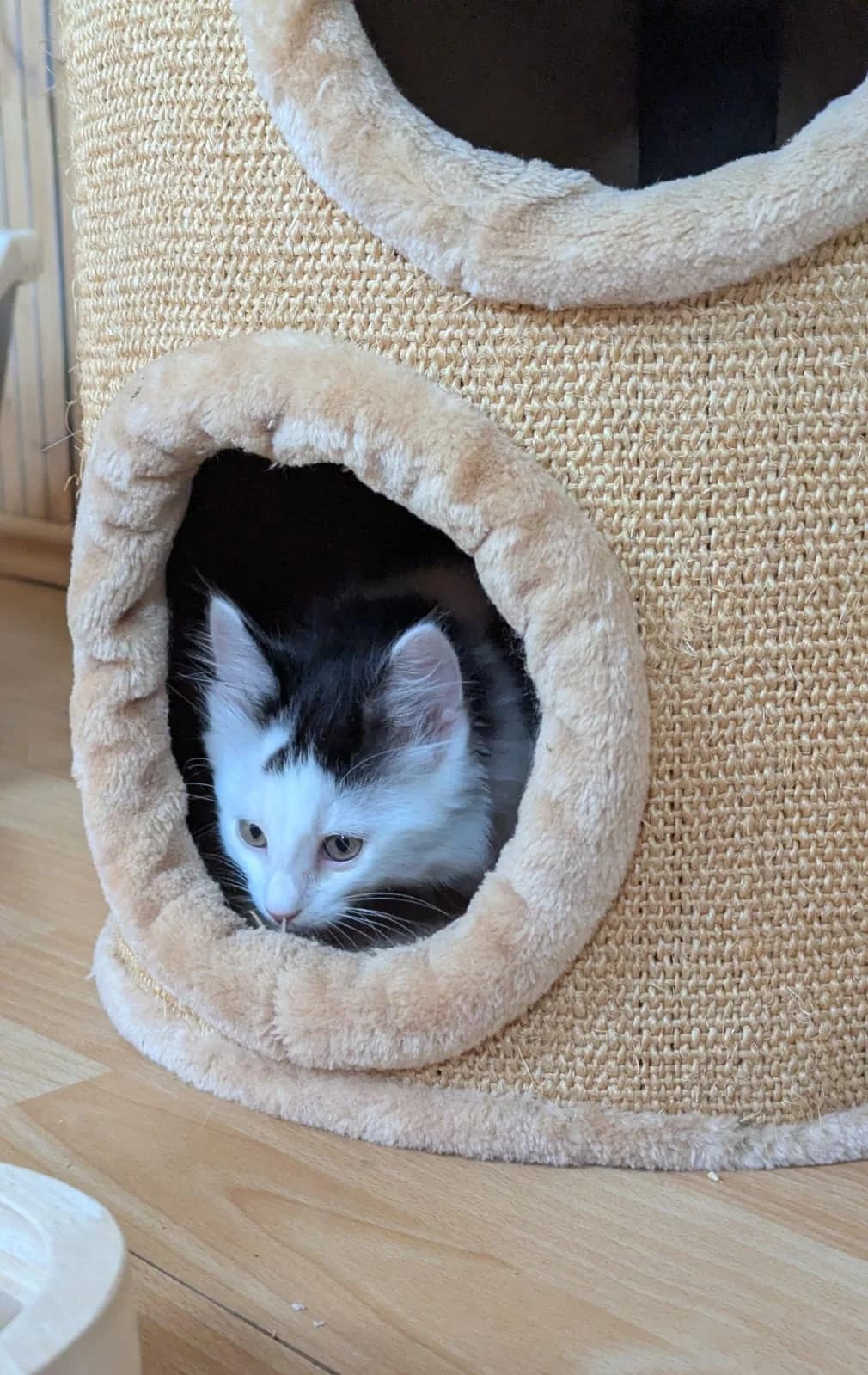 Drei Katzenkinder, Mixed Breed for adoption at Tierschutzverein Markdorf, Markdorf
