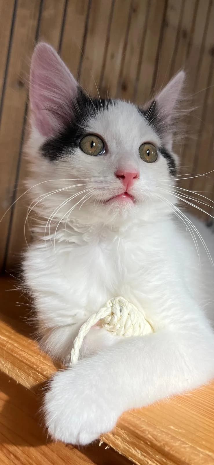 Hennry, Hobbit, Mixed Breed for adoption at Tierschutzverein Markdorf, Markdorf