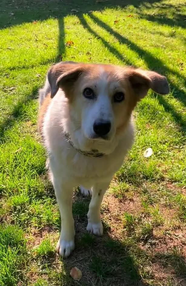 Fulga, female Mixed Breed for adoption at Tierschutzverein Markdorf, Markdorf