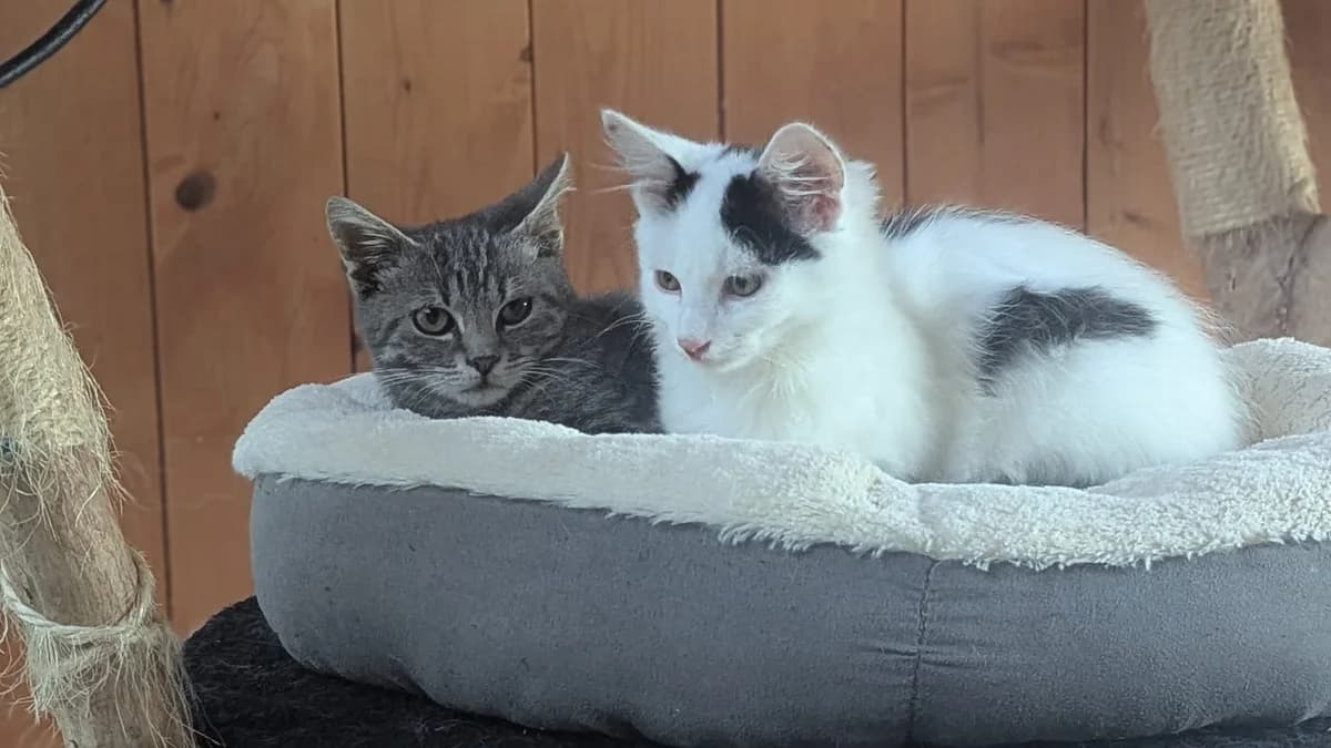 Hugo und Benny, puppy Mixed Breed for adoption at Tierschutzverein Markdorf, Markdorf