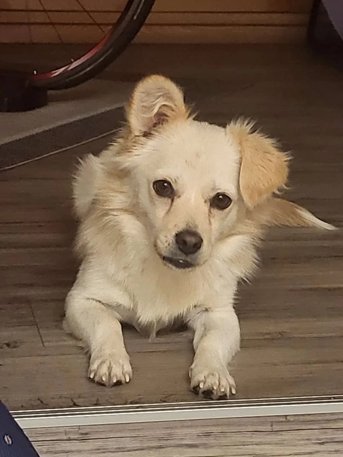 Jalia, female young Mixed Breed for adoption at Tierschutzverein Markdorf, Markdorf