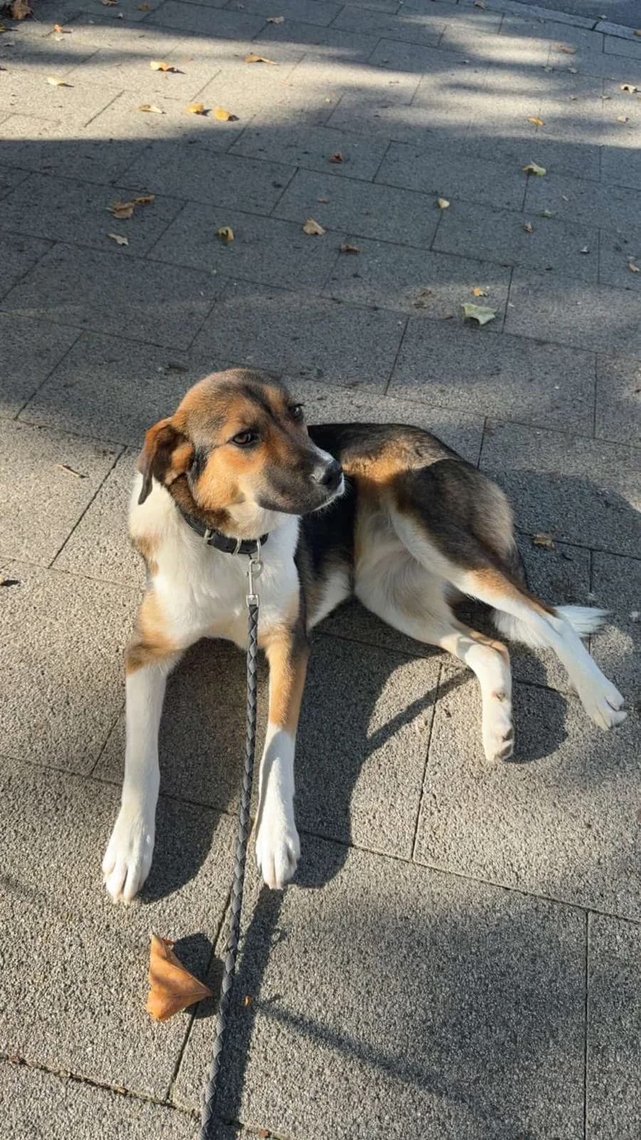 Lea, female Mixed Breed for adoption at Tierschutzverein Markdorf, Markdorf
