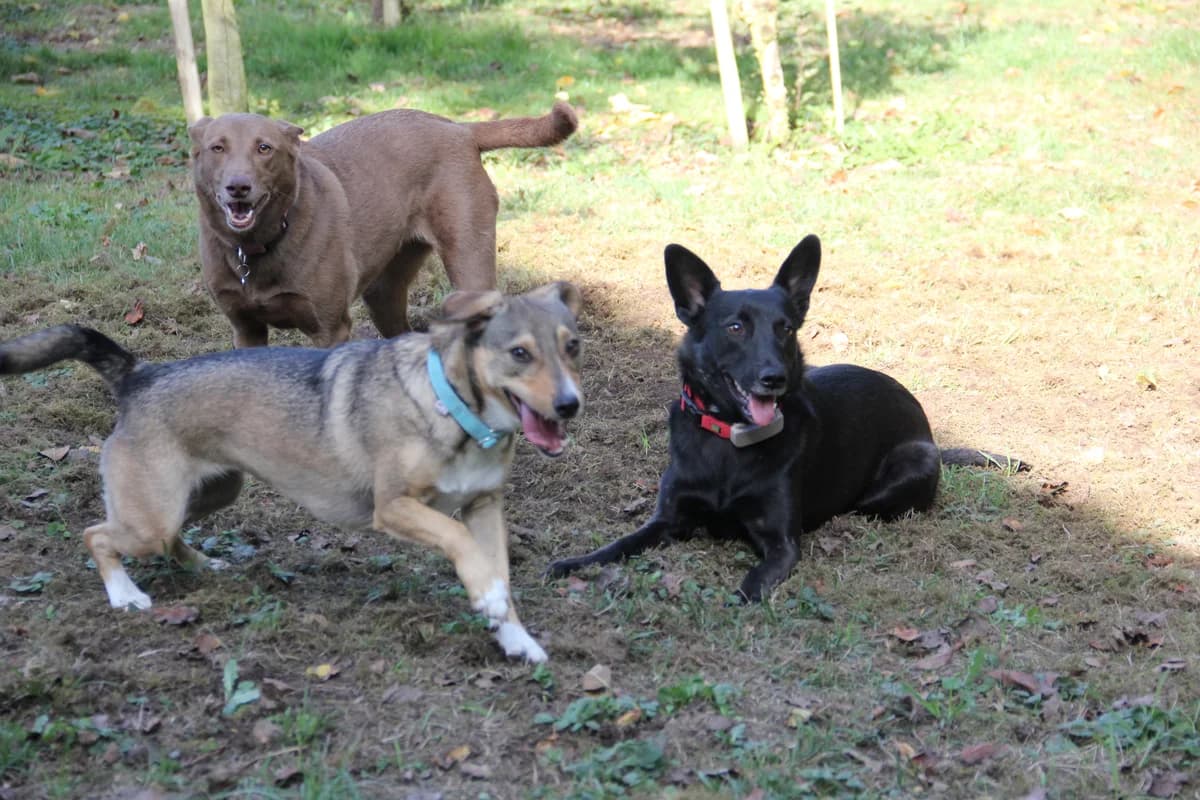 Kaljani, female young Mixed Breed for adoption at Tierschutzverein Markdorf, Markdorf