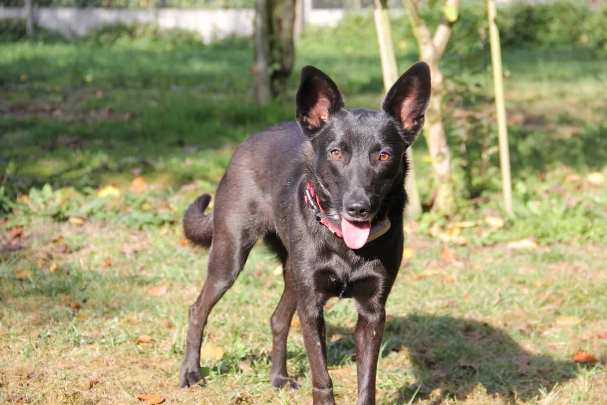 Kaljani, female young Mixed Breed for adoption at Tierschutzverein Markdorf, Markdorf