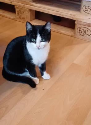 Susi, male Mixed Breed for adoption at Tierschutzverein Markdorf, Markdorf