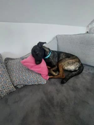 Hope, male 4yo Mixed Breed for adoption at Tierschutzverein Markdorf, Markdorf