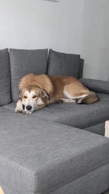 Friedl, male puppy Mixed Breed for adoption at Tierschutzverein Markdorf, Markdorf