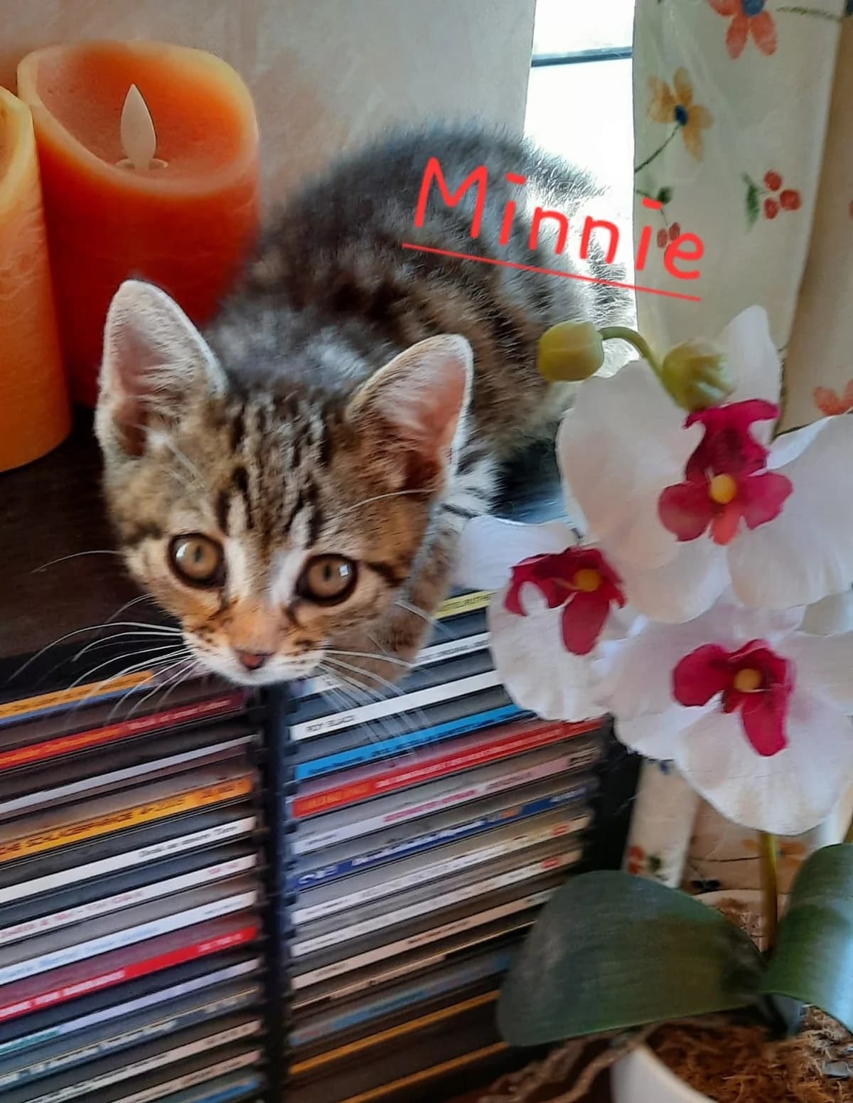 Momo, male Mixed Breed for adoption at Tierschutzverein Markdorf, Markdorf