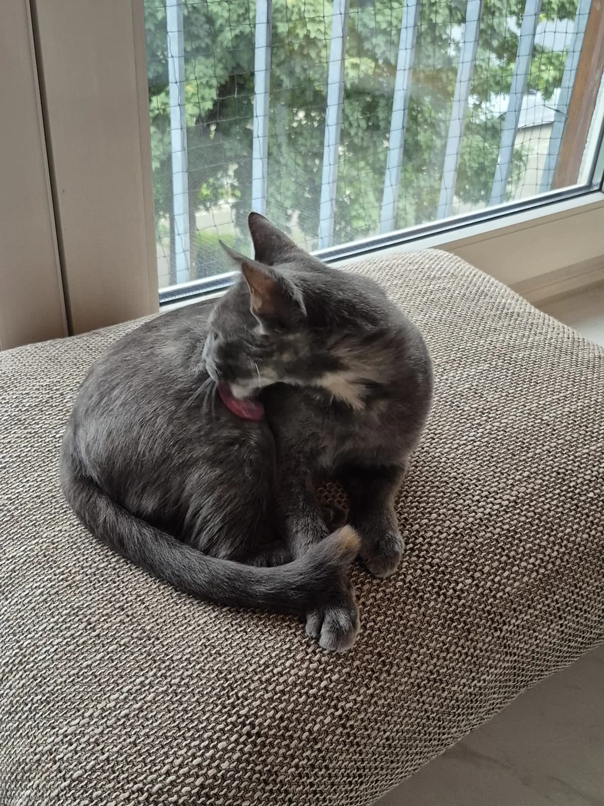 Luna, female Mixed Breed for adoption at Tierschutzverein Markdorf, Markdorf