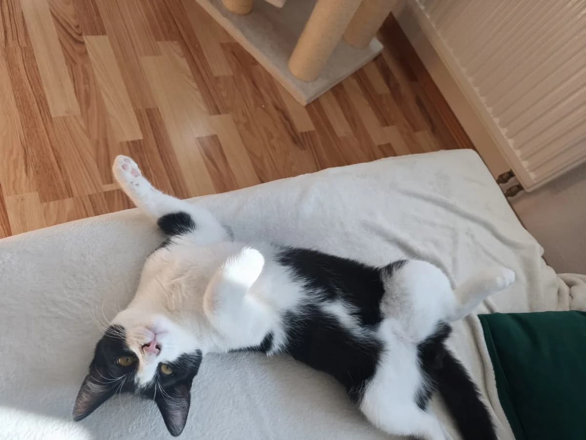Alfie, male Mixed Breed for adoption at Tierschutzverein Markdorf, Markdorf