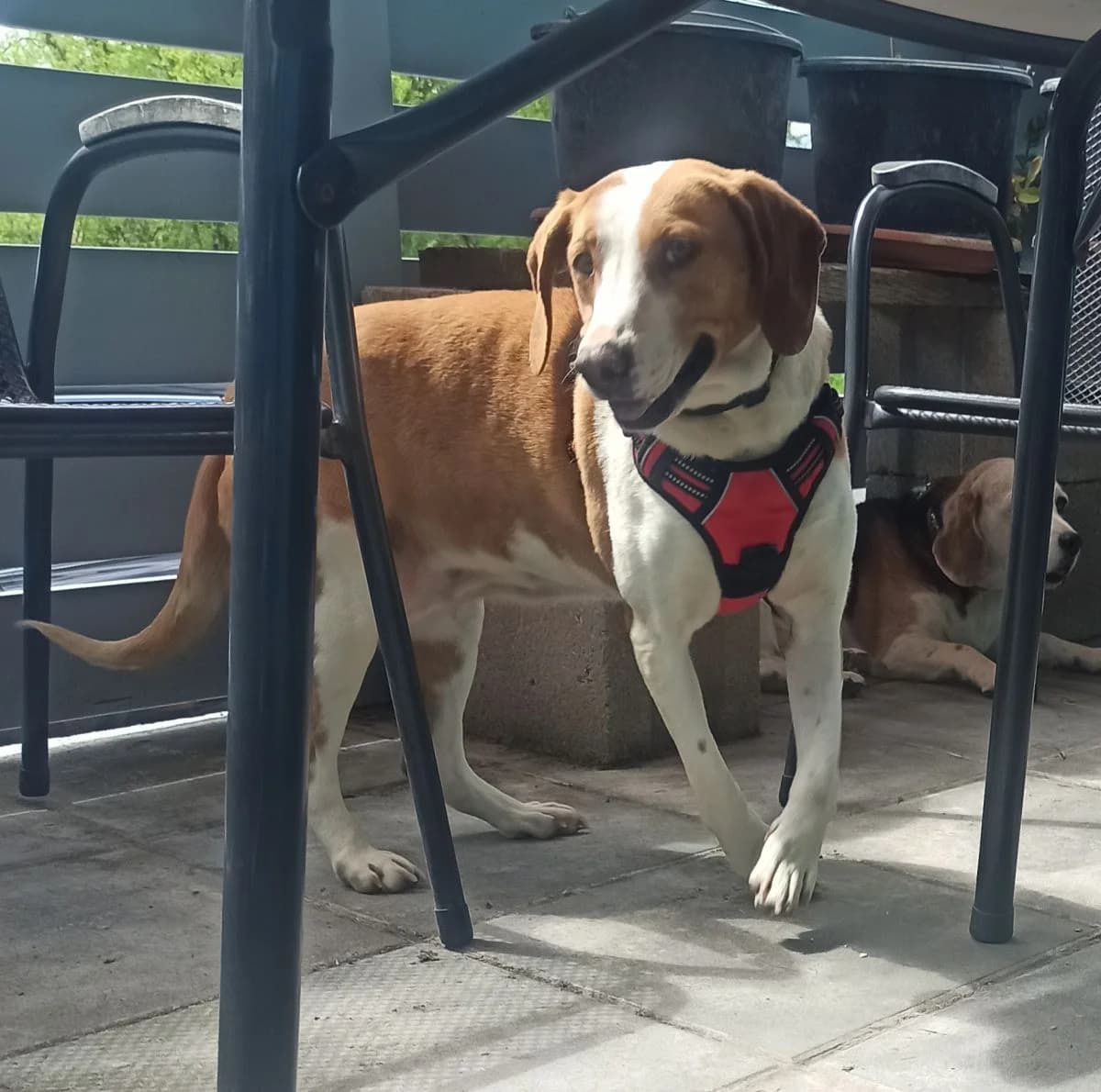 Chilli, female 5yo Mixed Breed for adoption at Tierschutzverein Marsberg e.V., Marsberg