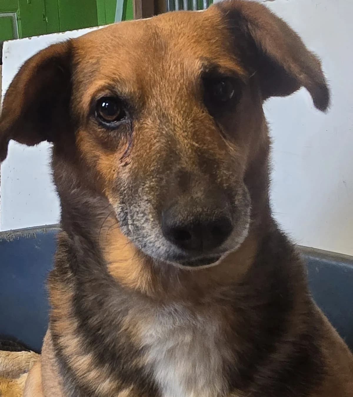Aron, male senior Mixed Breed for adoption at Tierschutzverein Marsberg e.V., Marsberg