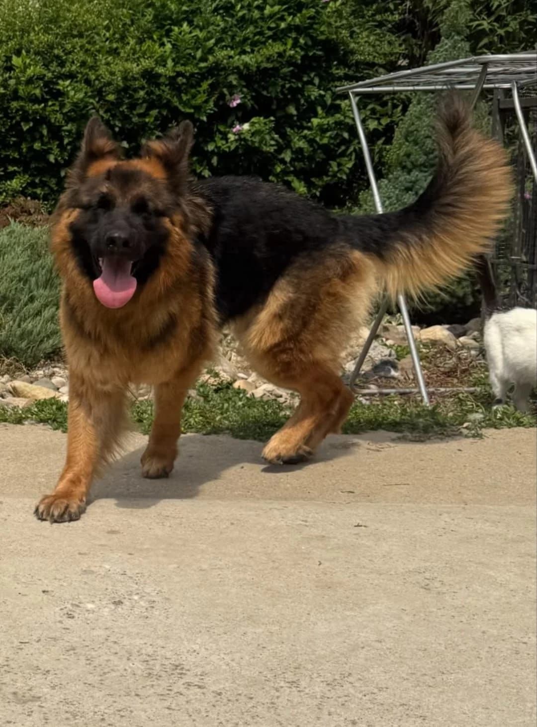 LEA, female 5yo Mixed Breed for adoption at Tierschutzverein Marsberg e.V., Marsberg