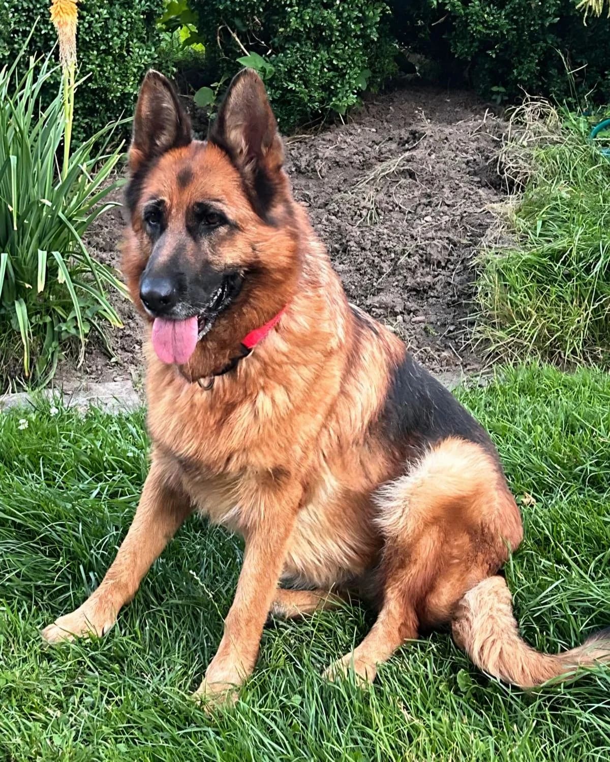 Dunja, female Mixed Breed for adoption at Tierschutzverein Marsberg e.V., Marsberg