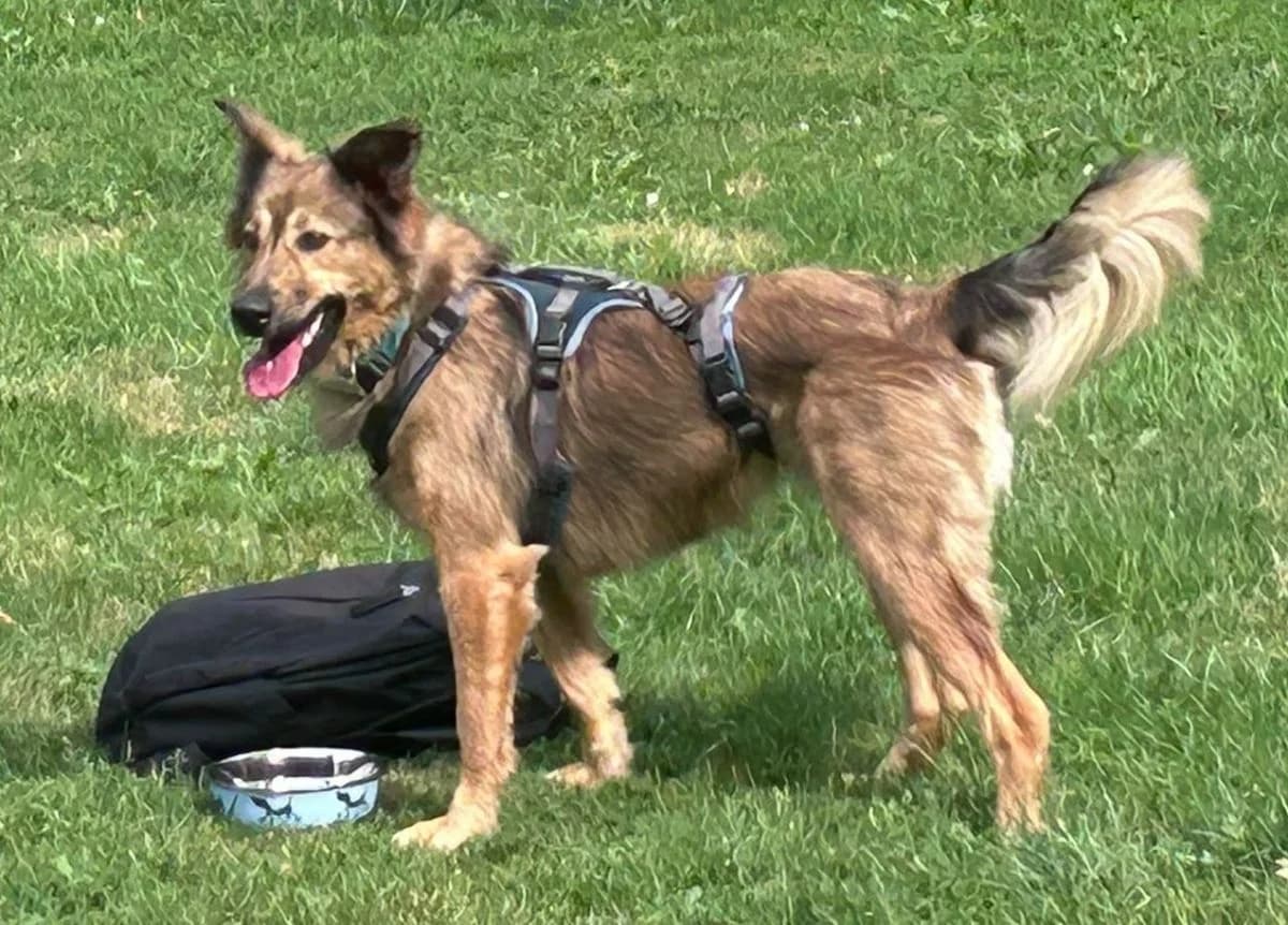 Sissy, female young Mixed Breed for adoption at Tierschutzverein Marsberg e.V., Marsberg
