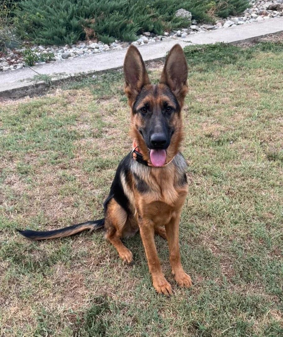 Cassy, young German Shepherd for adoption at Tierschutzverein Marsberg e.V., Marsberg