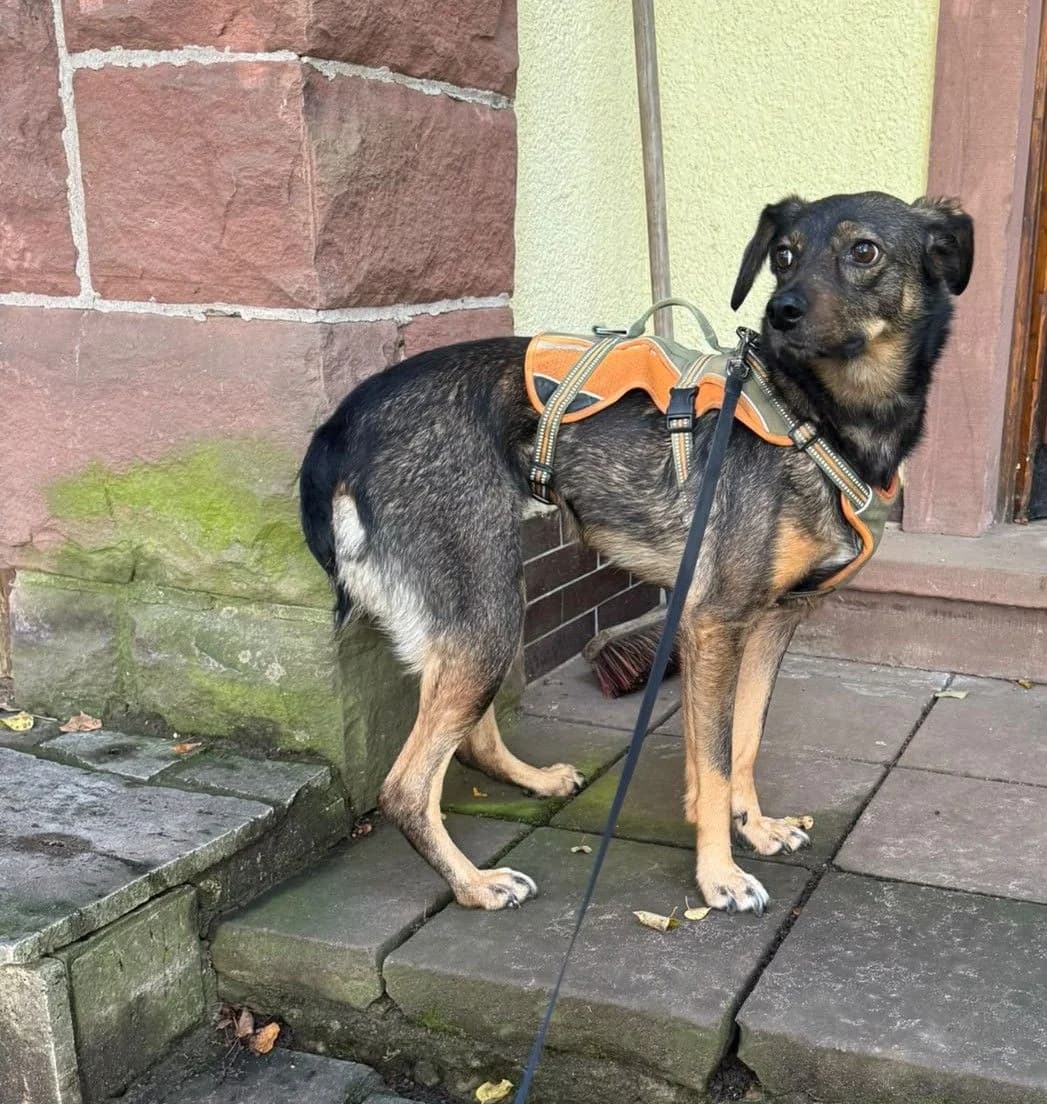 Lisa, Mixed Breed for adoption at Tierschutzverein Marsberg e.V., Marsberg