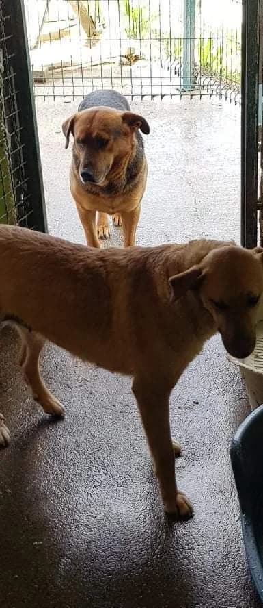 Lenni, male 5yo Mixed Breed for adoption at Tierschutzverein Marsberg e.V., Marsberg